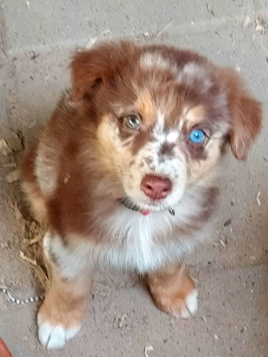 red merle female dual colored eyes